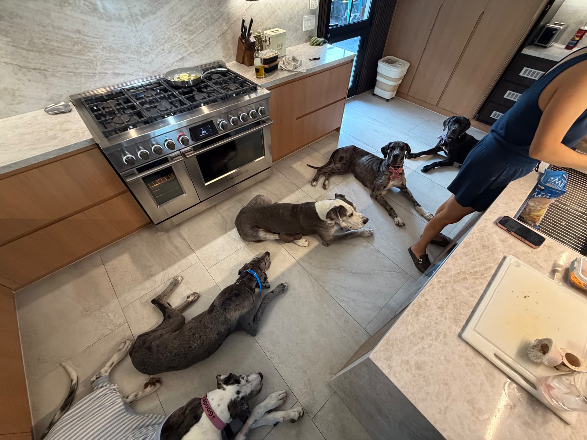 Five Great Danes resting on the kitchen floor while a volunteer cooks