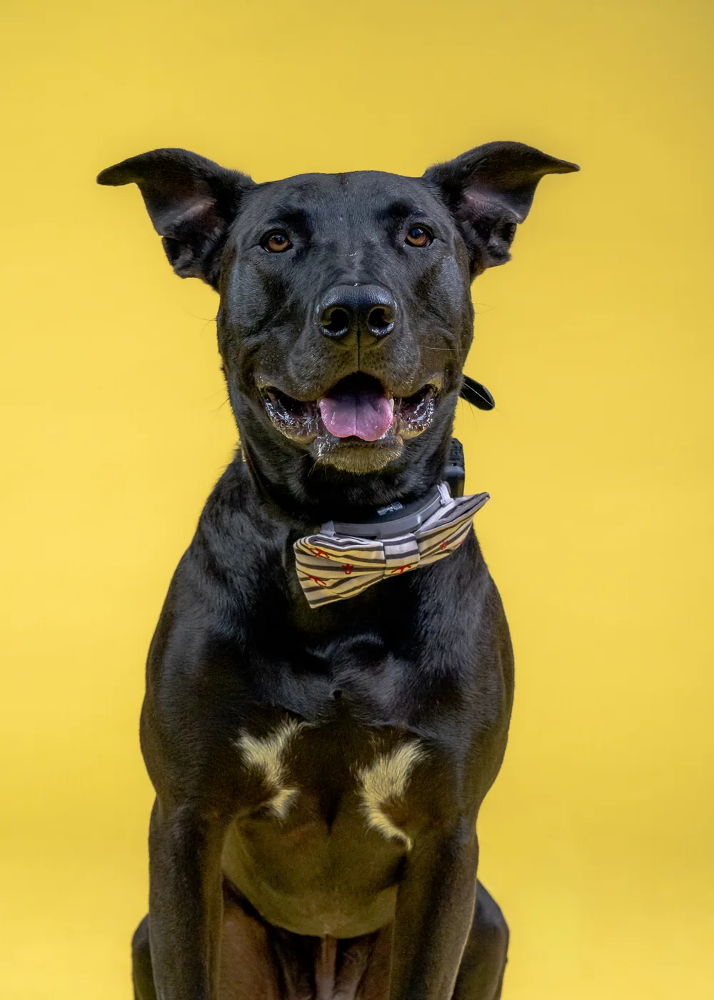 A black rescue dog in a bow tie looking at the camera
